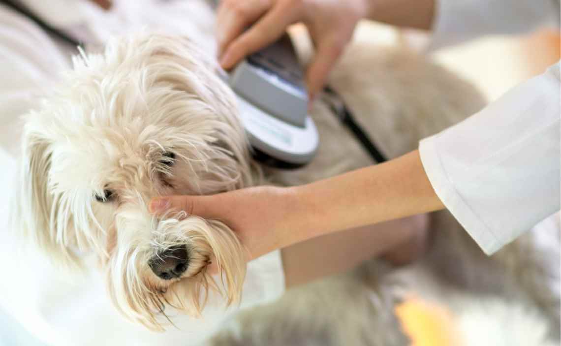 vet scanning for a microchip