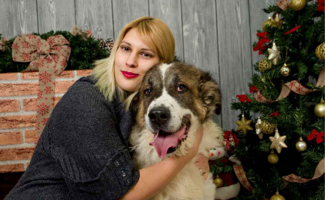 woman and st bernard christmas love