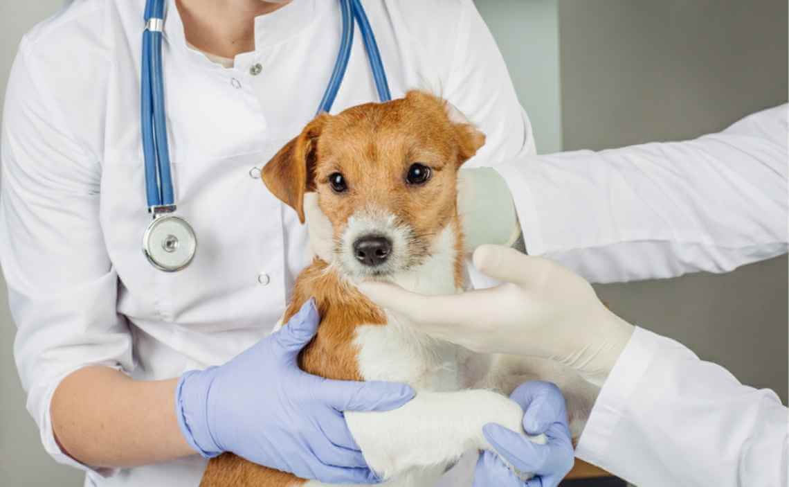 xylitol poisoning in dogs Canine Campus Dog Daycare & Boarding