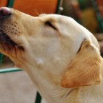 Understanding Different Sounds Your Dog Makes