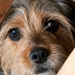 6 Disaster Preparedness Tips to Keep Your Dog Safe