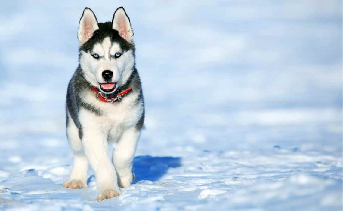 Siberian Husky puppy in snow