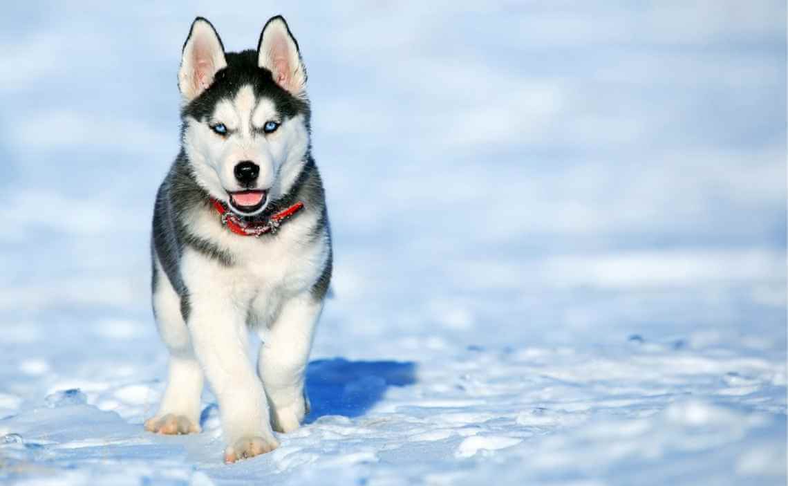 siberian husky in snow