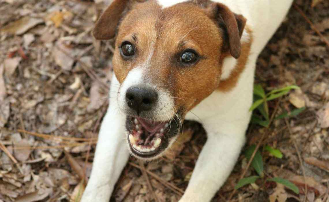 beagle dog barking outside