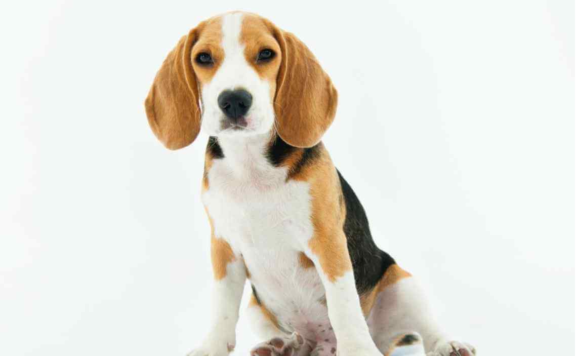 beagle puppy