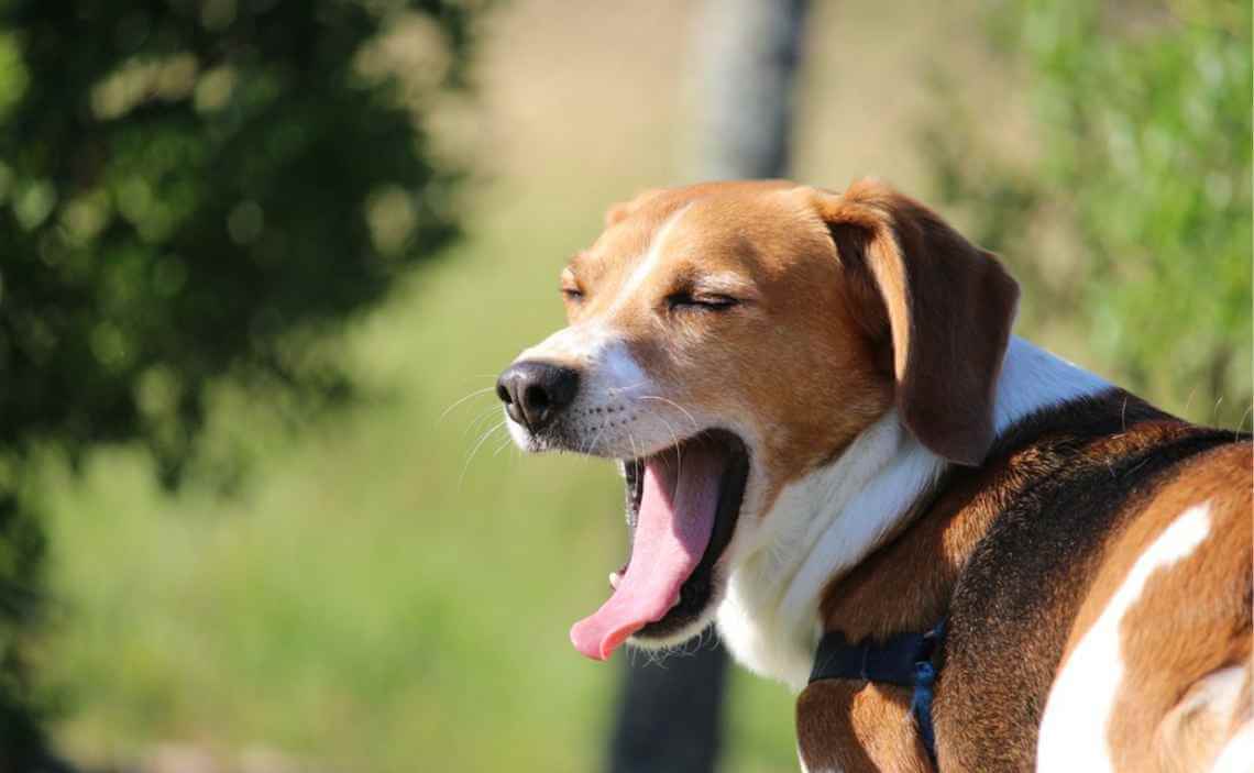 beagle dog yawning