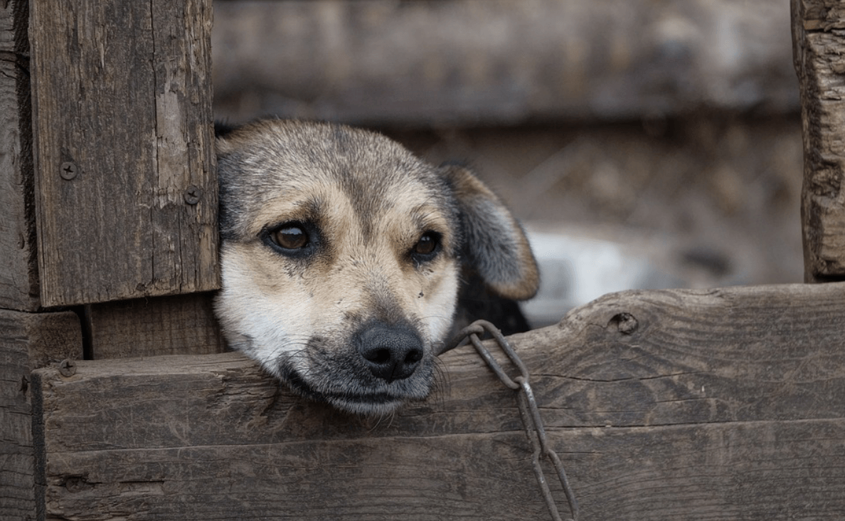 chained dog looking through slats of wood fence