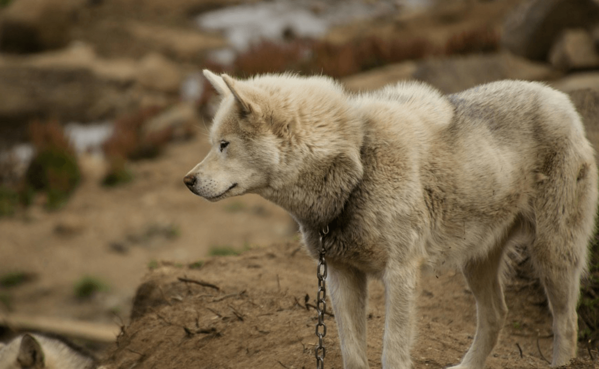 chained furry dirty dog