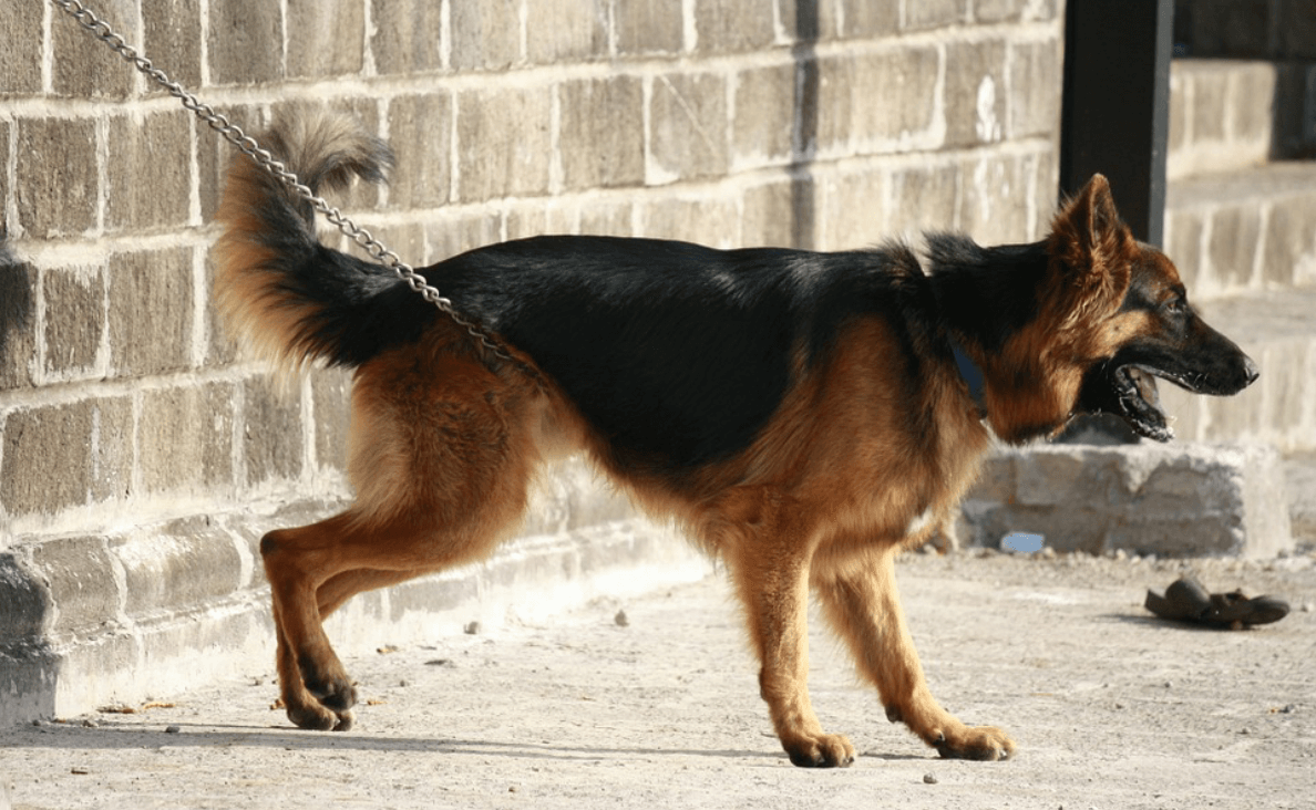 chained german shepard dog barking