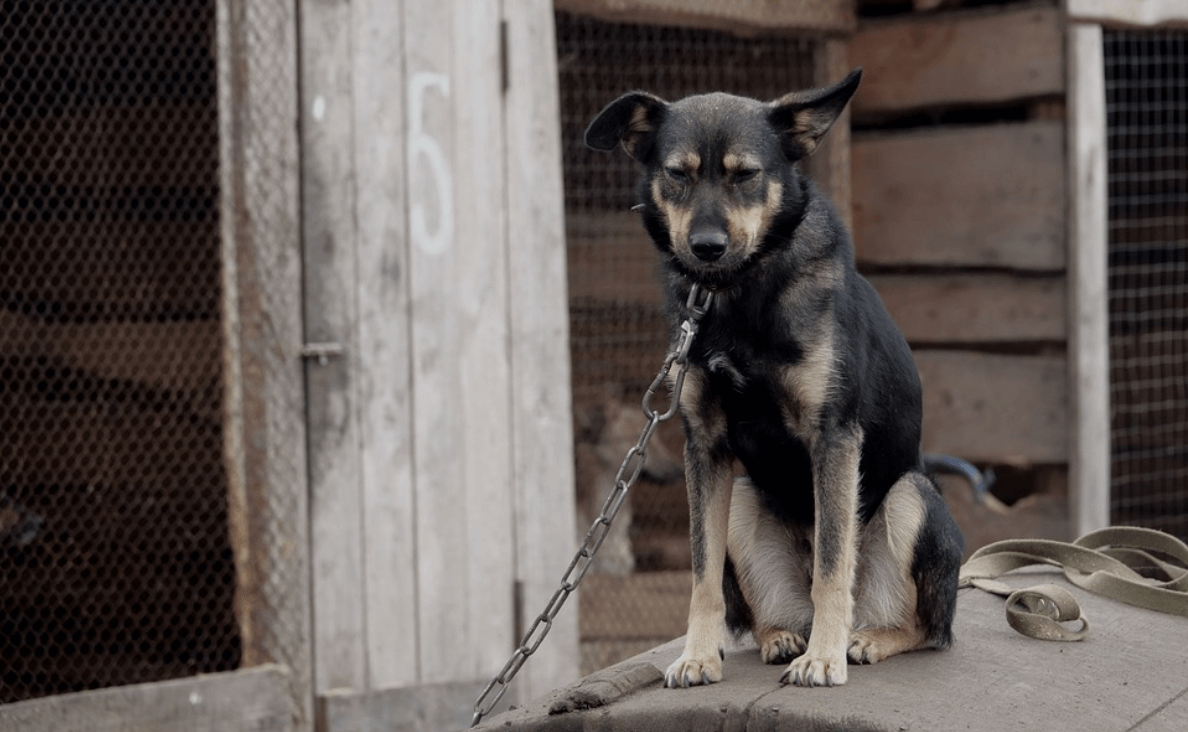 chained german shepard puppy