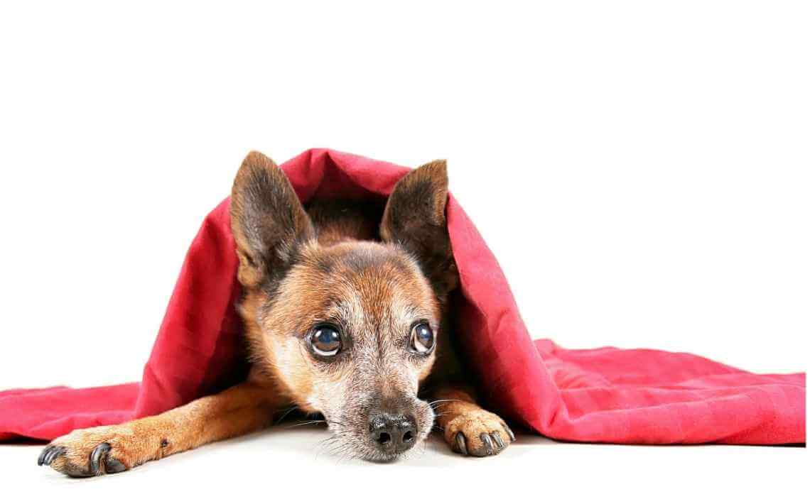 chihuahua hiding under blanket