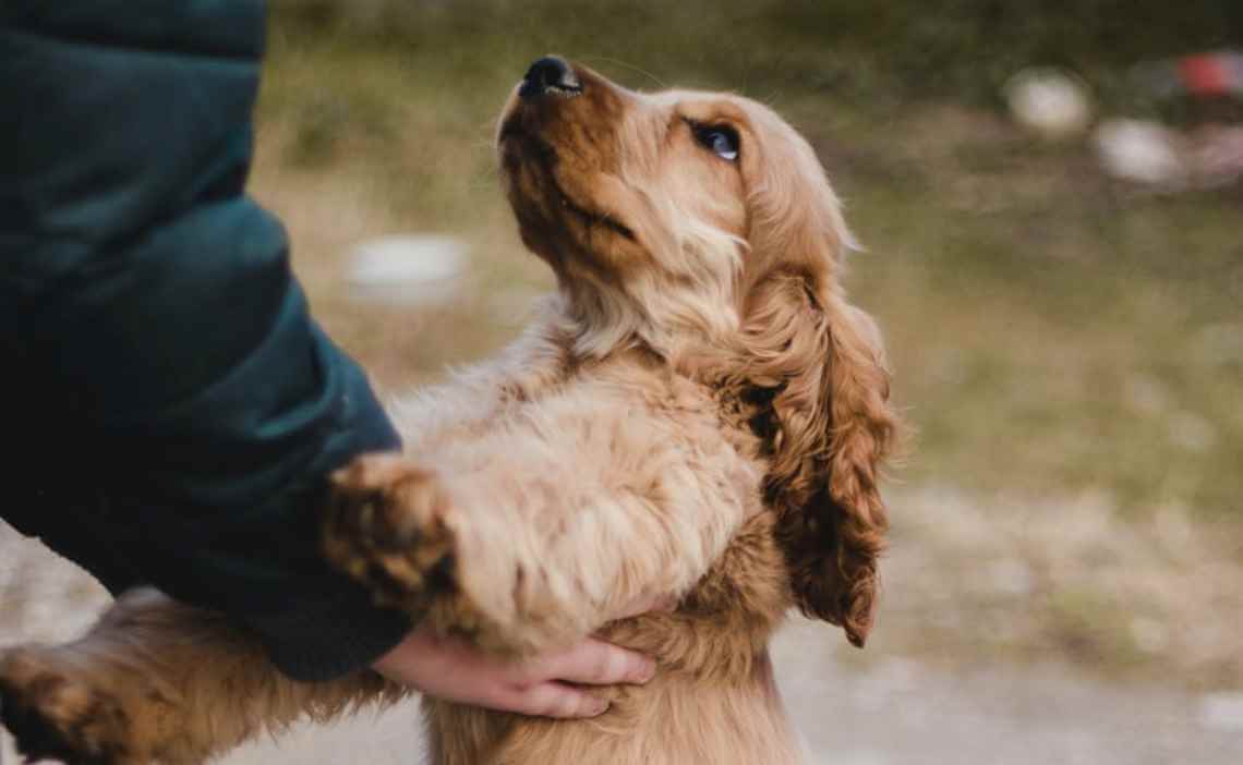 cocker spaniel whining