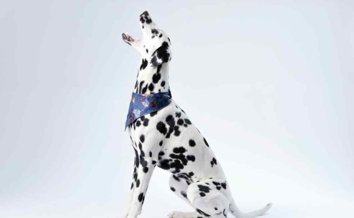 dalmation barking