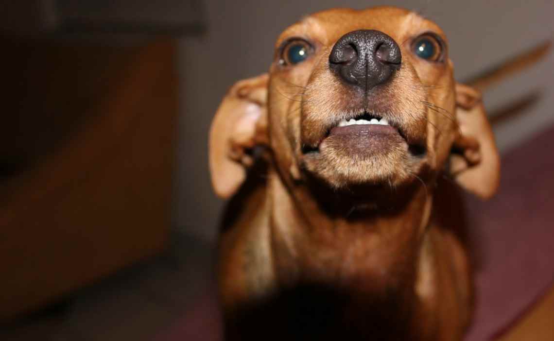 daschund baring teeth and growling