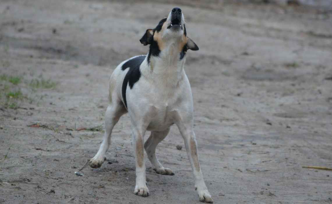 dog howling or barking in dirt