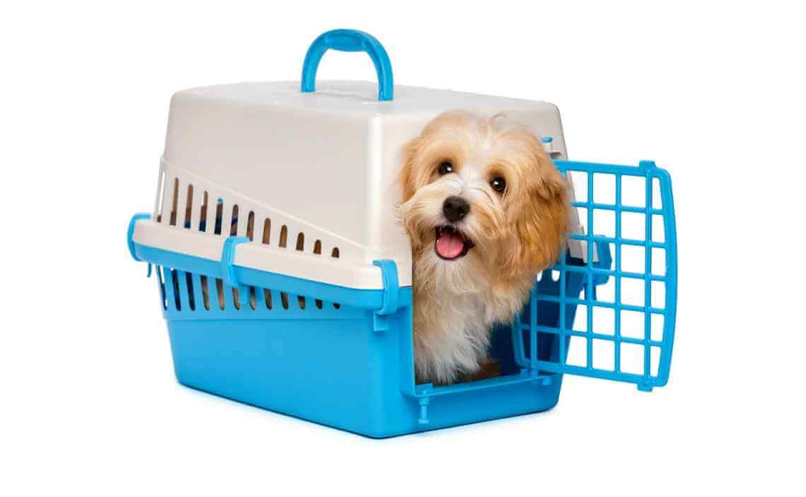 dog in crate