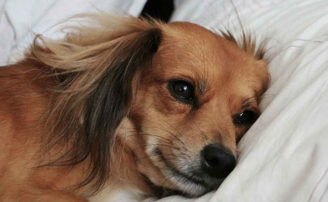 dog in persons bed cropped