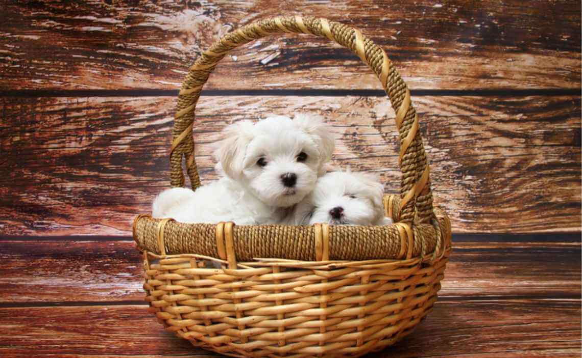 fluffy puppies in basket