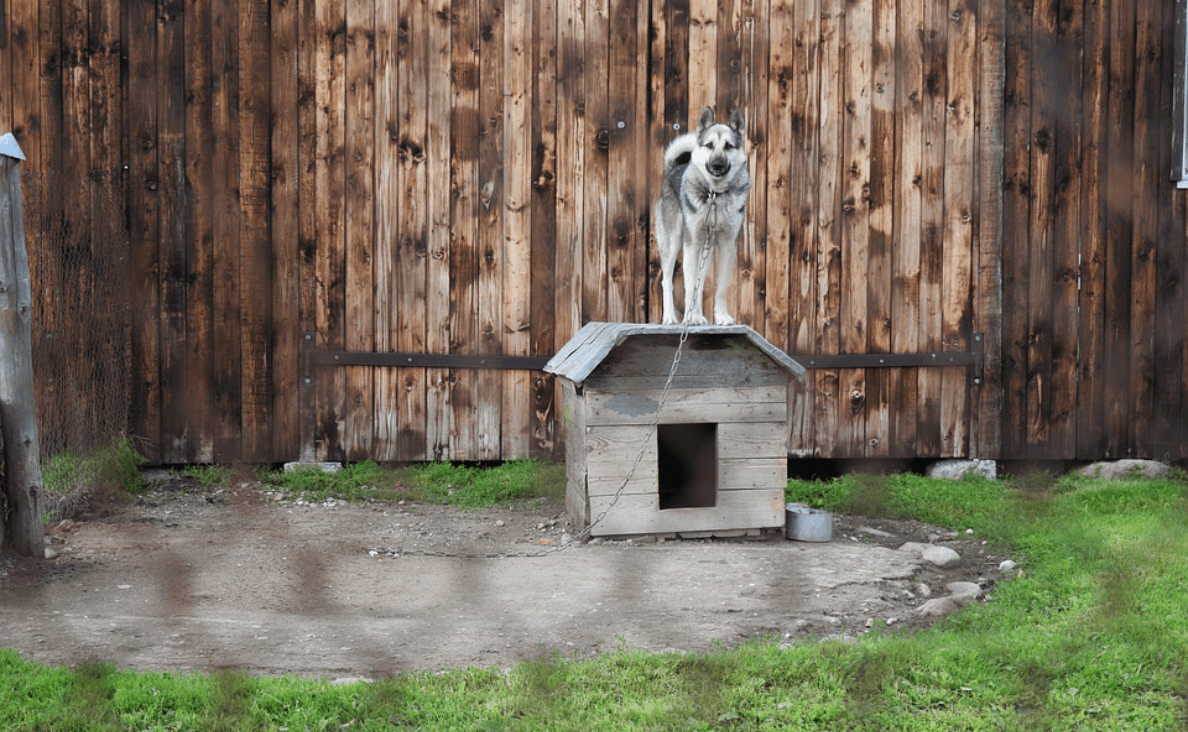 german shepard chained on dog house