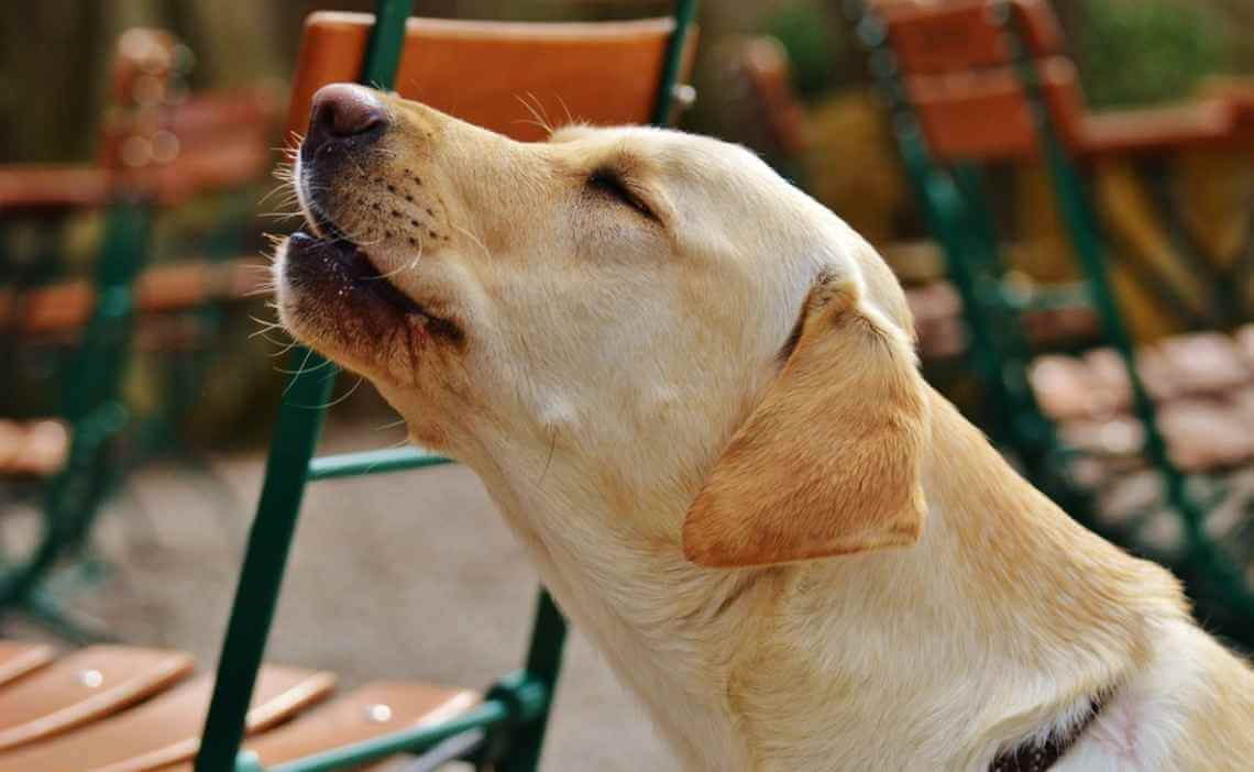 labrador barking in backyard