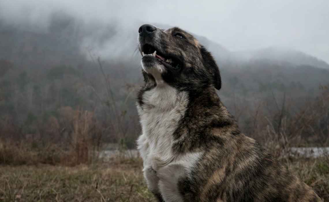 majestic dog barking