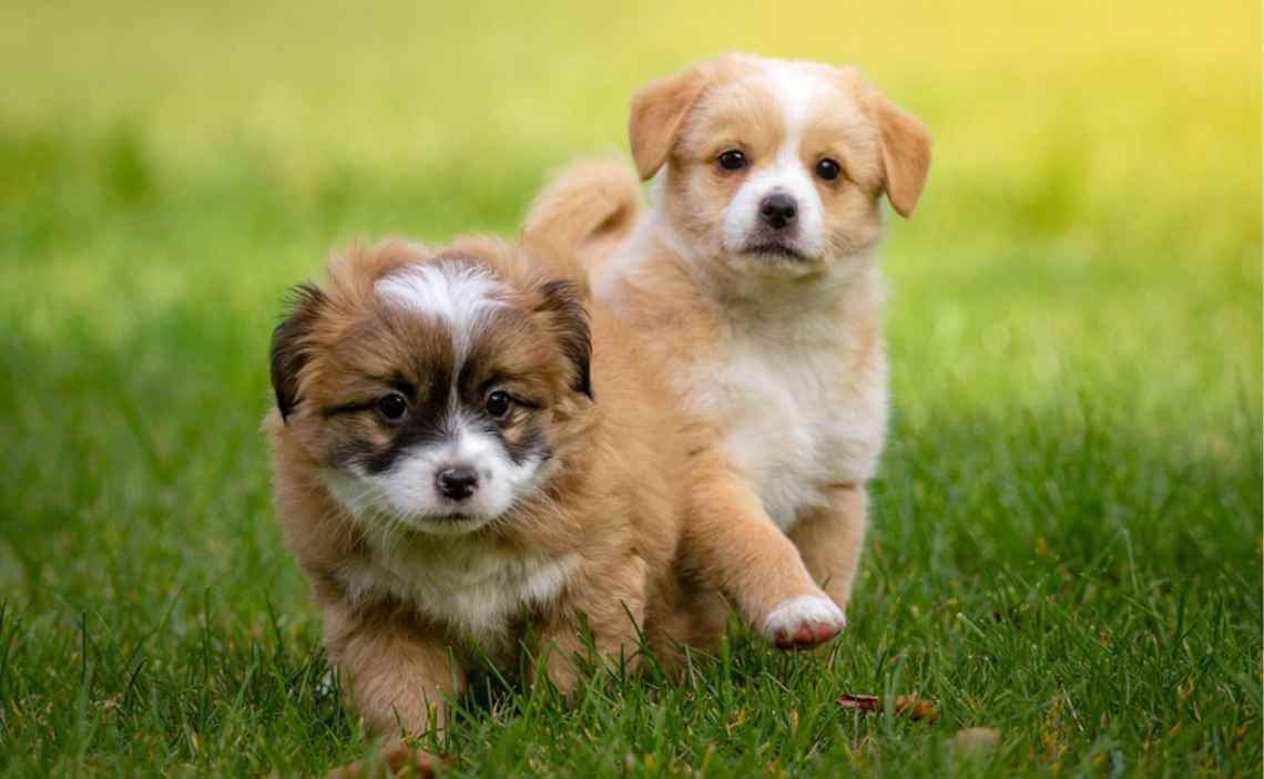 puppies in grass