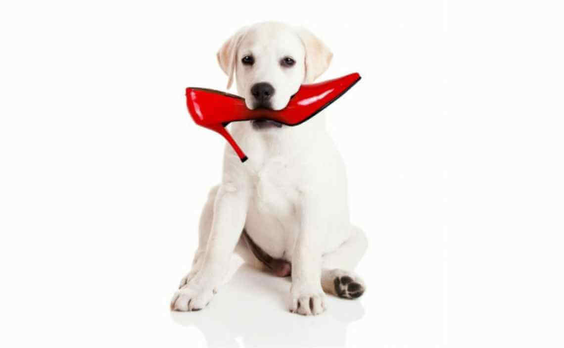 puppy chewing on red high heels