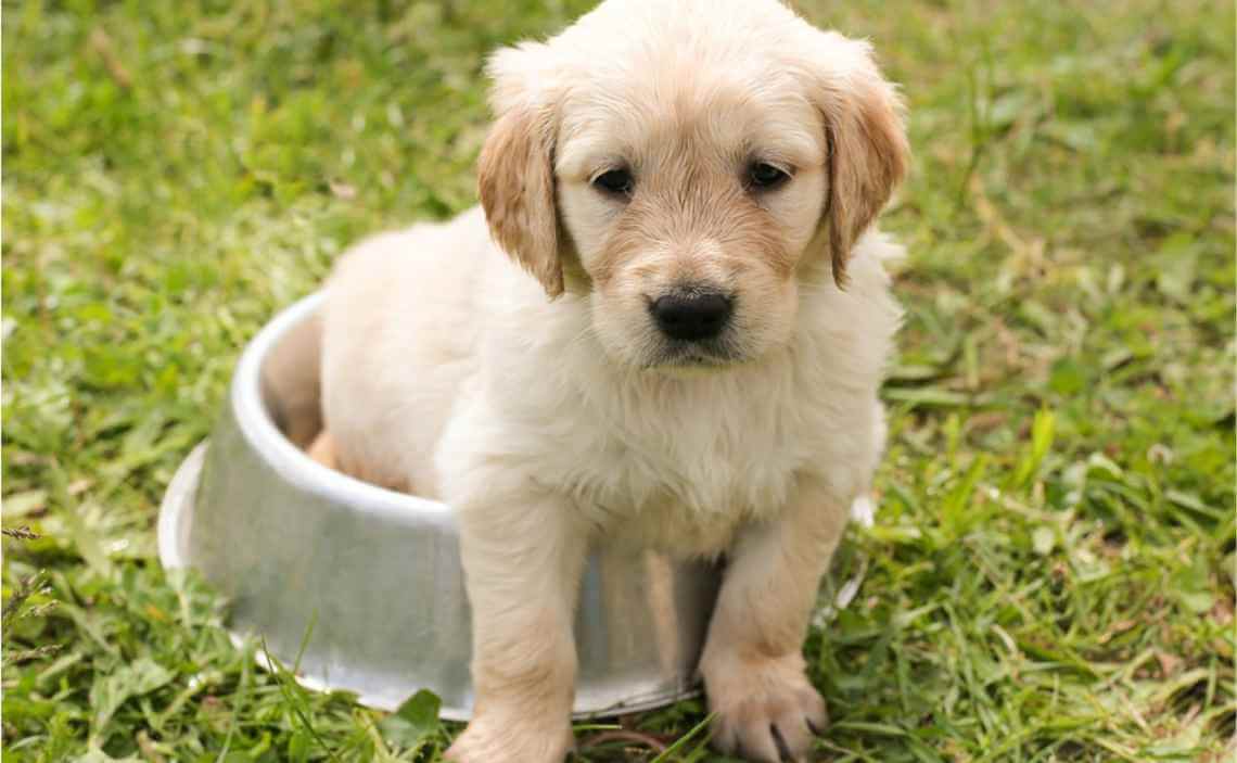 puppy in food bowl
