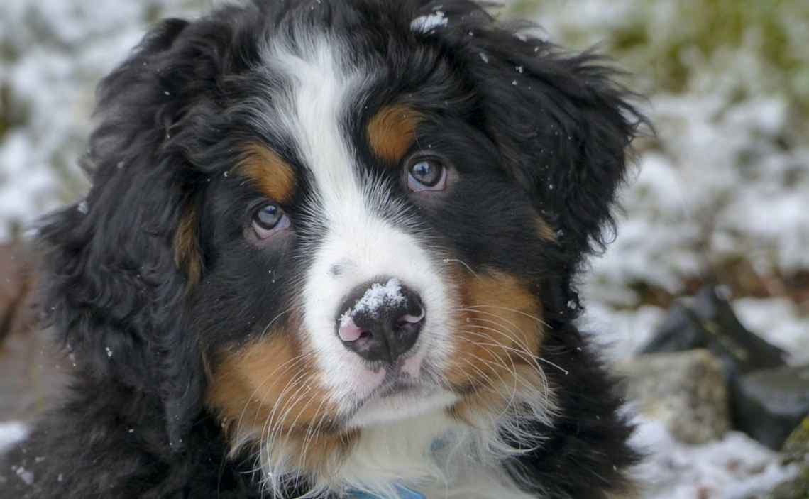 puppy in snow