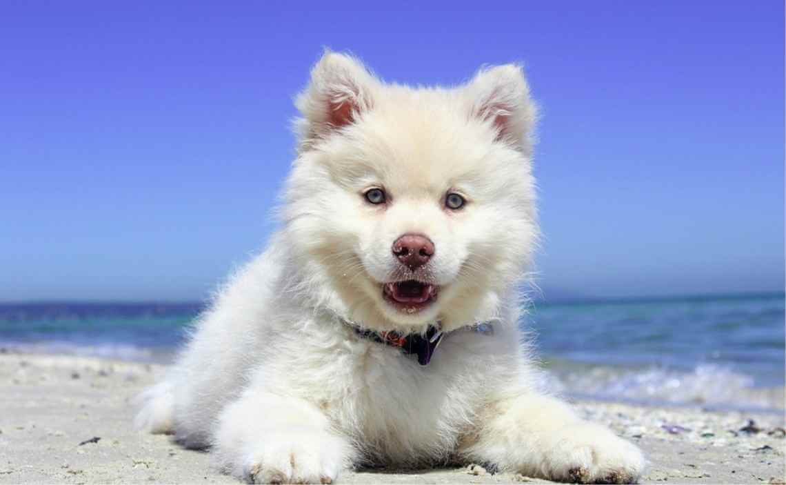 puppy on beach