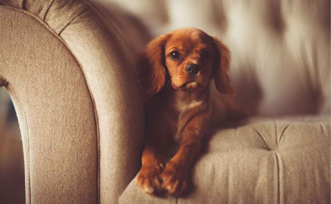 puppy on couch