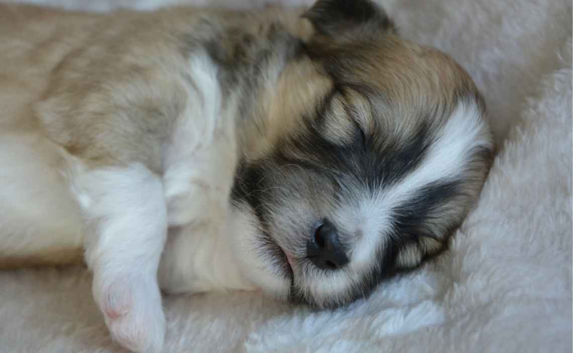 puppy sleeping