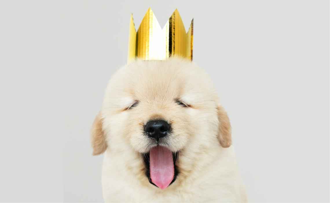 puppy with crown