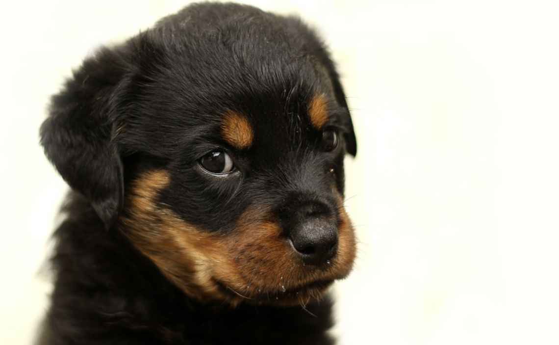 rottweiler puppy