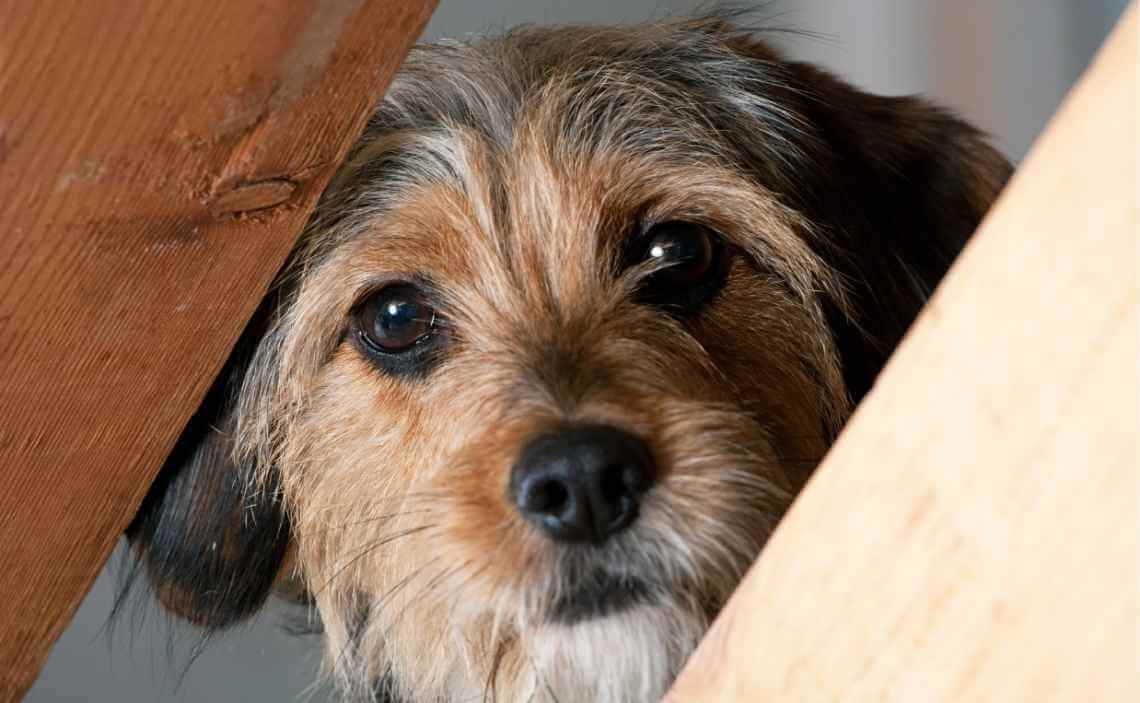 schnauzer dog hiding behind boards