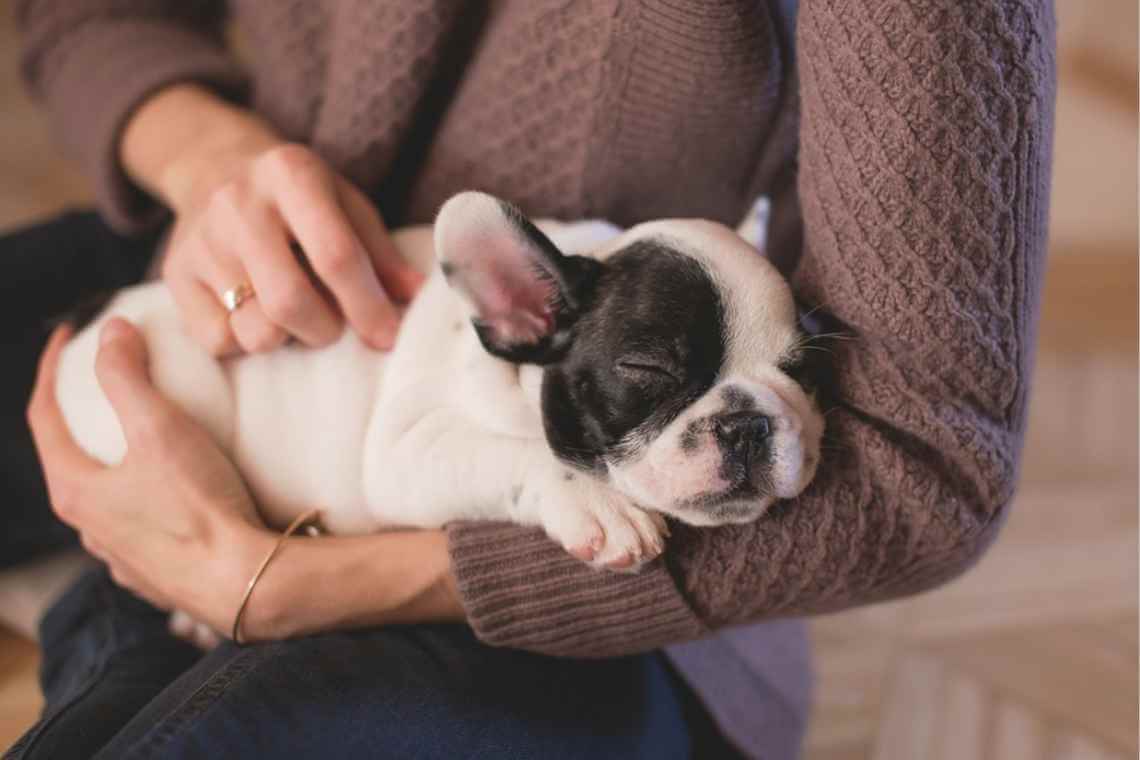 sleeping puppy in arms of woman