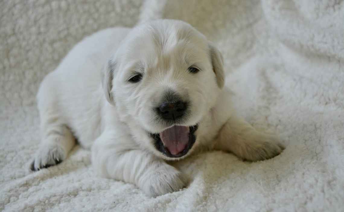 white puppy yawning sleepy