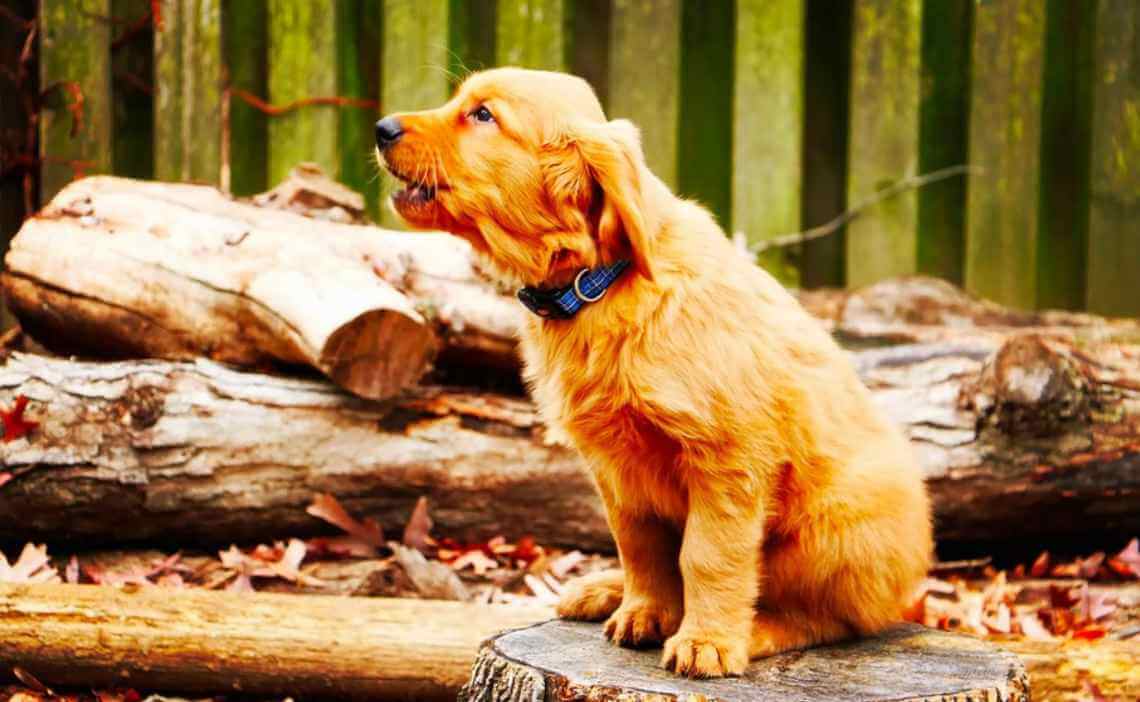 young puppy barking on wood pile
