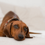 What Every Dog Owner Should Know About Canine Influenza (Dog Flu)
