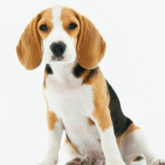 Featured Blog Post Beagle Spay or Neuter Your Dog