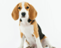 Featured Blog Post Beagle Spay or Neuter Your Dog