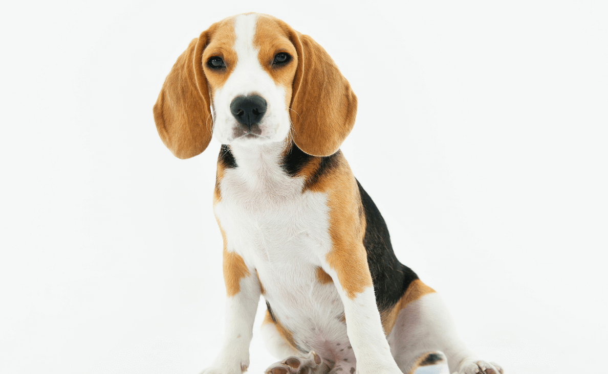 Featured Blog Post Beagle Spay or Neuter Your Dog