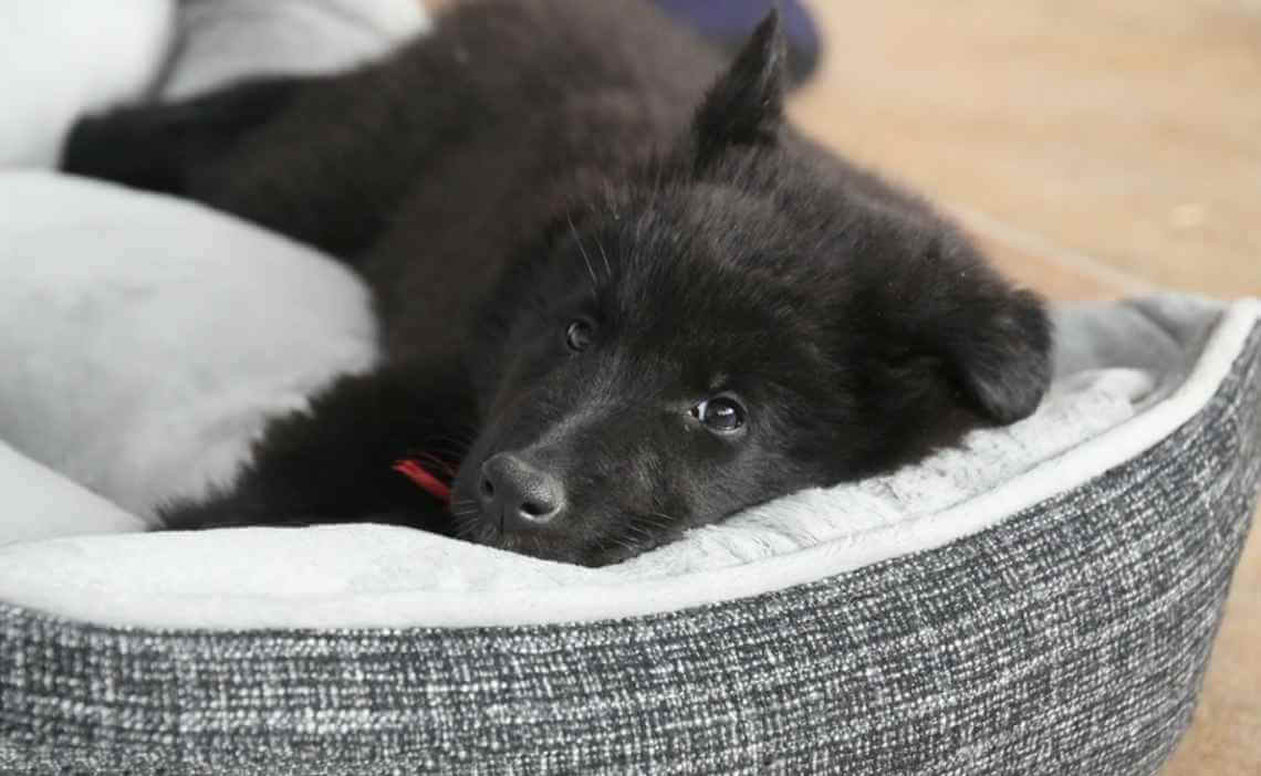 belgian shepard puppy - poison prevention