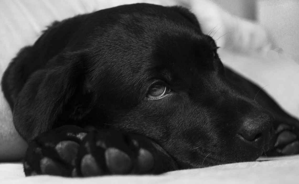 black lab canine influenza