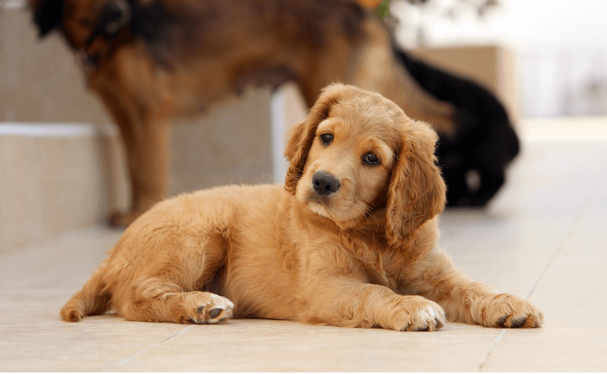 white puppy with brown ears spots spay or neuter