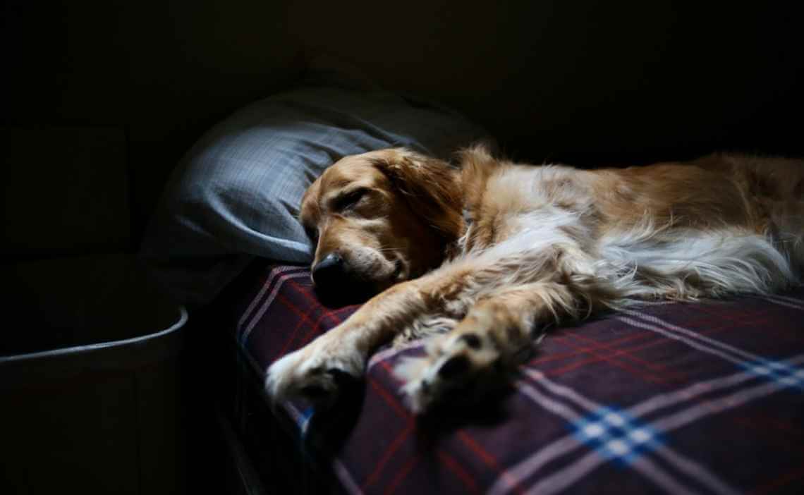 golden retreiver sick in bed