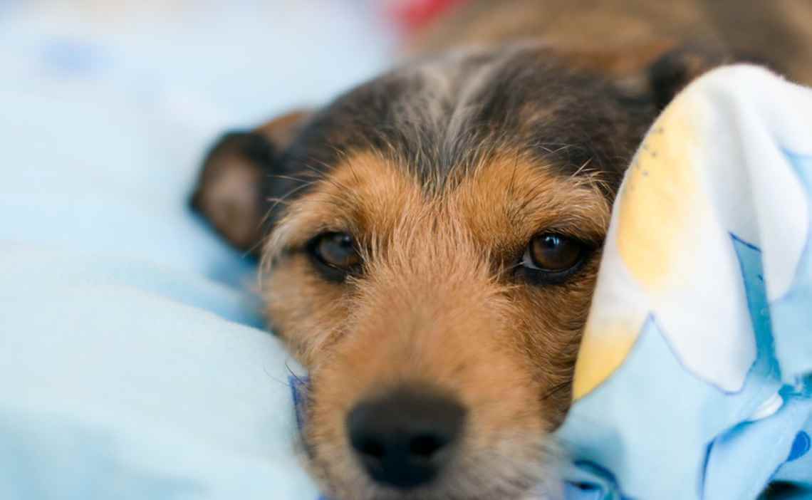 jack russel terrier canine influenza
