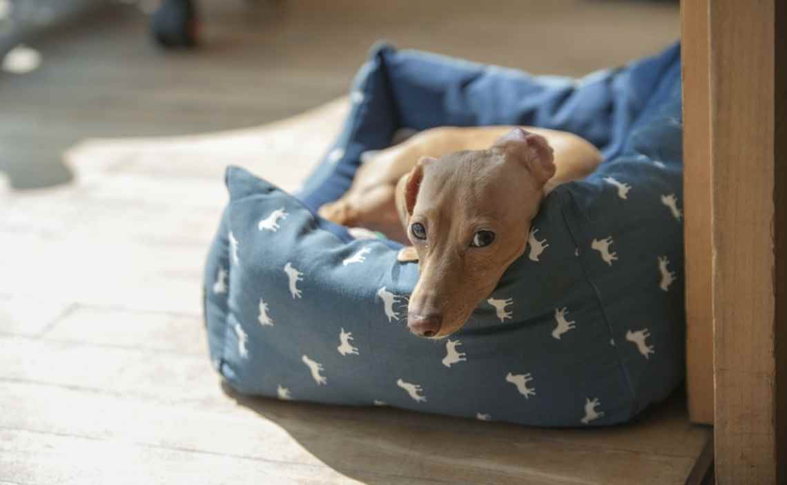 light colored daschund poison prevention