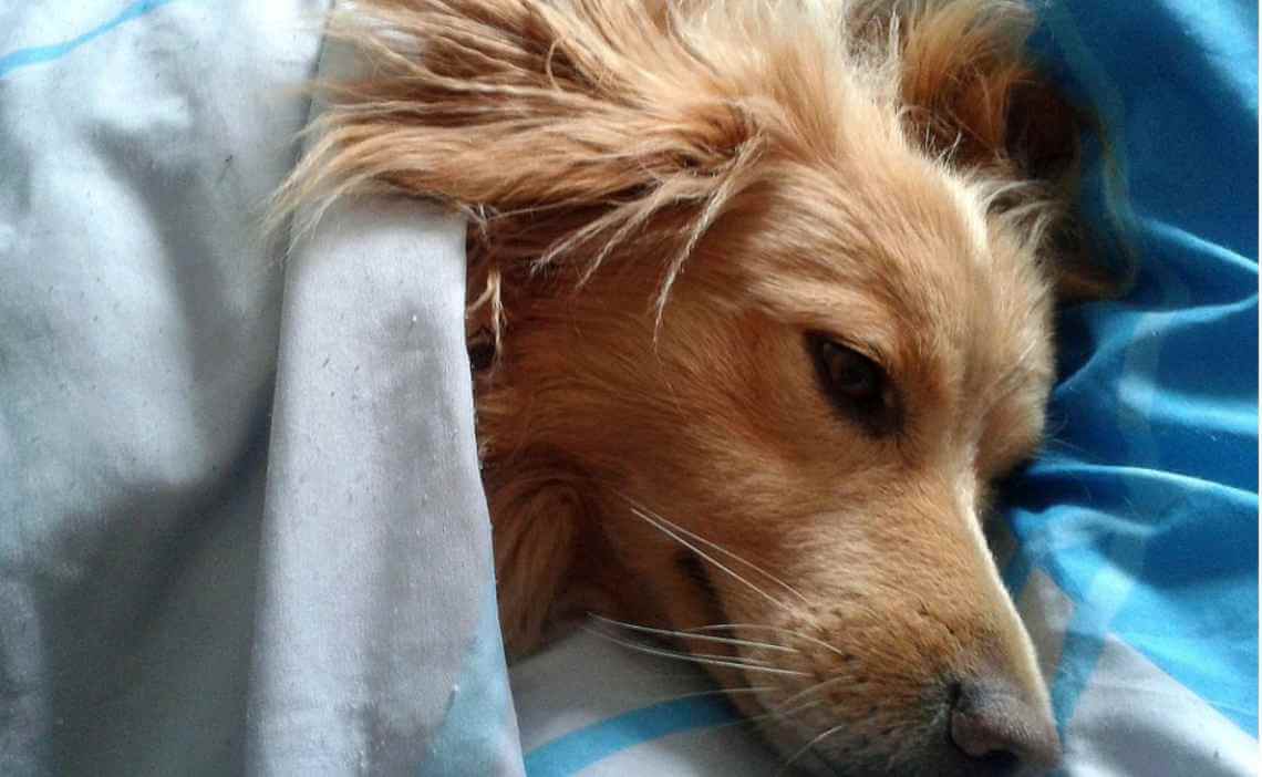 long-haired tawny dog sick in bed with pillow and blanket
