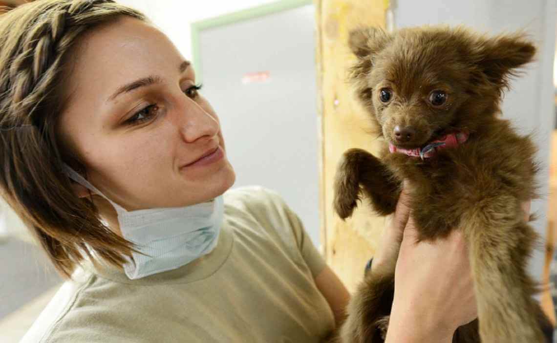puppy at vet poisoning